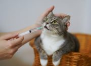 Cara Mudah Memberikan Obat Kepada Kucing