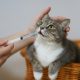 Cara Mudah Memberikan Obat Kepada Kucing