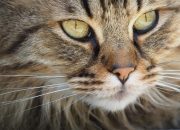 Cara Membersihkan Mata Kucing Tanpa Drama