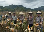 Dukung Ketahanan Pangan Nasional, Polres Palopo Gelar Panen Raya Jagung Serentak Kuartal I 2026