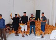 Dukung Swasembada Jagung, BBTPH Dinas TPHP Sulbar Genjot Produksi Benih Jagung Komposit dan Jagung Pakan