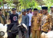 Enam Bulan Berjalan, Bantuan Kambing Pemprov Sulbar Berbuah Ratusan Kelahiran dan Kebuntingan