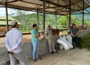 Kepala Dinas TPHP Sulbar Kunjungi UPTD BPHMT-IB IPTU Beroangin, Dorong Penguatan Bibit Unggul Ternak