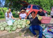 “Tak Sekadar Panen, Melon UPTD BBTPH DINAS TPHP Jadi Bukti Implementasi Pancadaya SDK–JSM”