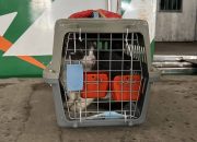 KAI Logistik Kirim Lebih dari 5.200 Hewan Peliharaan selama Periode Nataru 2025/2026