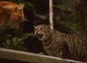 Tips Menangani Kucing Berantem di Rumah