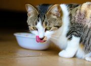 Berikut Tanda Wet Food Kucing Sudah Tidak Layak Dikonsumsi