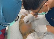 Steril Anabul untuk Kendalikan Populasi dan Cegah Penyakit di Sulawesi Barat