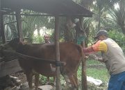 Pelayanan IB Tetap Berjalan Selama Bulan Ramadan di Sulawesi Barat