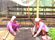 MIND ID Bina Lebih dari 10.000 UMKM untuk Perkuat Ekonomi Lokal dan Tekan Kemiskinan