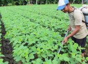 Holding Perkebunan Nusantara Dorong Pertanian Berkelanjutan Melalui Inovasi Pupuk Hayati Enero