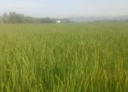 Pemeriksaan Fase Berbunga Padi Inpari 42 di BUMDes Panca Karya Tonrolima, Perkuat Komitmen Peningkatan Mutu Benih di Sulbar