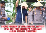 Dukung Program Ketahanan Pangan, Kapolres Luwu Ikuti Vicon dan Pimpin Penanaman Jagung Serentak di Kamanre