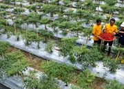 Ketika Mantan PETI Bersama-sama Membangun Pongkor