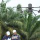 Manajemen Vegetasi dan Analisis Koridor Transmisi dengan Software LiDAR Terrasolid