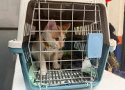 KAI Logistik Catat 13.435 Pengiriman Hewan Saat Ramadan – IdulFitri