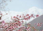 Keajaiban Salju dan Sakura di Otari Nagano
