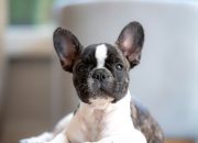 Tips Persiapan Adopsi Anjing Jenis French Bulldog