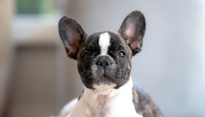 Tips Persiapan Adopsi Anjing Jenis French Bulldog