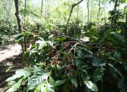 Holding Perkebunan Nusantara Dorong Kinerja Kopi PalmCo Tetap Solid di Tengah Tekanan Cuaca