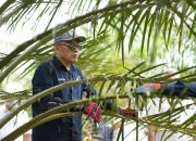 Holding Perkebunan Nusantara Siaga Hadapi Kemarau, PalmCo Perkuat Deteksi Dini Karhutla dan Strategi Agronomi