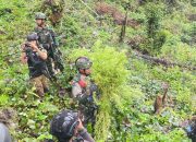 Jenderal Lucky Avianto Turun Gunung Hancurkan Ladang Ganja Di Pedalaman Rimba, Paska ‘Dilegalkan’ OPM Papua