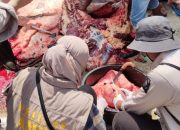 DTPHP Sulbar Intensifkan Pemeriksaan Hewan Kurban Idul Adha 1447 H