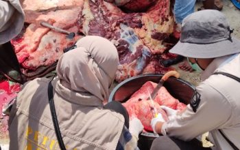 DTPHP Sulbar Intensifkan Pemeriksaan Hewan Kurban Idul Adha 1447 H