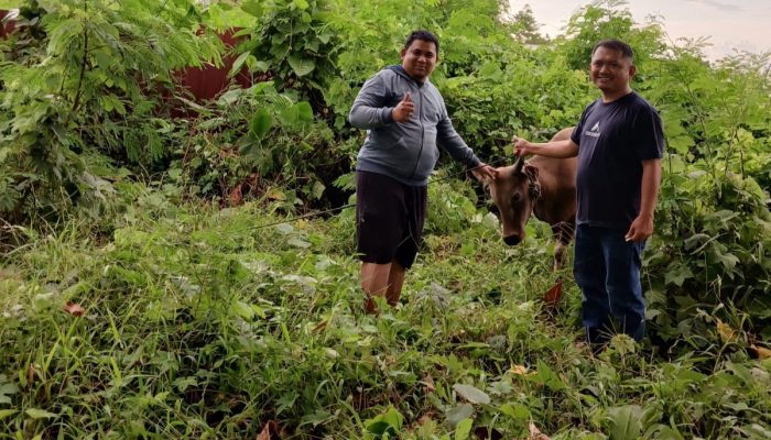 Jelang Hari Raya Idul Adha 1447 Hijriah, Pemkesra Sulbar Sudah Kumpulkan 17 Ekor Sapi