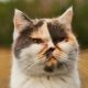 Jangan Panik, Ini Langkah Awal Saat Mata Kucing Mulai Bermasalah