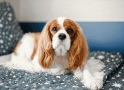Kenapa Cavalier King Charles Spaniel Jadi Salah Satu Doggy Favorit Pecinta Hewan