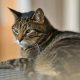 Mengenal Kucing Mujair, Kucing Lokal dengan Karakter Unik yang Banyak Disukai