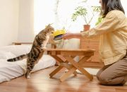 Tren Cat Food Minim Pengawet Semakin Diminati di Indonesia
