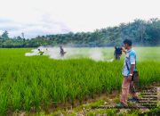 Gerakan Pencegahan OPT di Tommo, Pemprov Sulbar Perkuat Perlindungan Tanaman Padi