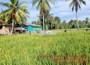 Cegah Penyebaran Tungro, DTPHP Sulbar Gelar Gerdal OPT pada Tanaman Padi Seluas 2 Hektare di Desa Bonda