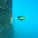 Inspeksi Bawah Air dengan ROV QYSEA Fifish X1