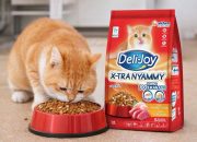 Jangan Asal Pilih! Ini Rekomendasi Dry Food Kucing Bernutrisi Tinggi
