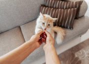 Memilih Makanan Kucing yang Tepat untuk Mendukung Kesehatan Pencernaan