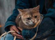 Berapa Usia Kucing dalam Umur Manusia? Simak Penjelasannya