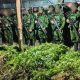 5.000 Batang Ganja Terungkap, TNI Habema Gagalkan Peredaran Narkotika