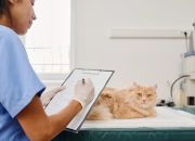 Cara Memilih Obat Diare Kucing yang Aman dan Efektif