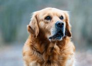 Golden Retriever Anjing Pintar yang Cocok Dipelihara Pemula