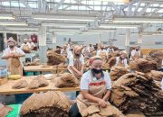Holding Perkebunan Nusantara Perkuat Daya Saing Global, Tembakau Premium PTPN I Jadi Andalan Industri Cerutu Dunia