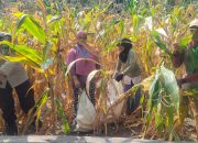 Semangat Ketahanan Pangan, Bhabinkamtibmas Polsek Banggae Panen Jagung Bersama Kelompok Tani Bunga Pussu