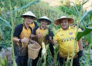 Panen Jagung Polda Sulbar: Wujud Nyata Komitmen Perkuat Ketahanan Pangan Daerah