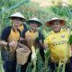 Panen Jagung Polda Sulbar: Wujud Nyata Komitmen Perkuat Ketahanan Pangan Daerah
