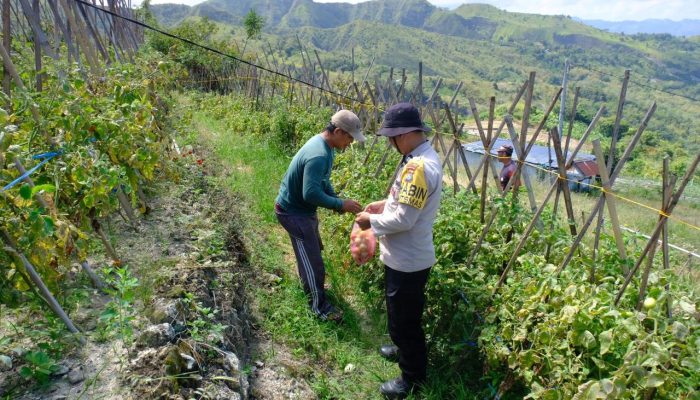 Polri Hadir Menjaga Ketahanan Pangan, Polda Sulbar Perkuat Pendampingan Petani Demi Wujudkan Swasembada Pangan Nasional