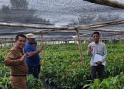 Disbun Sulbar Lakukan Monitoring dan Pengawasan Pembibitan Kakao di Pasangkayu untuk Menjamin Mutu Benih