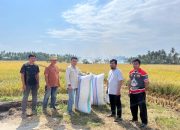 UPTD BBTPH Provinsi Sulawesi Barat Persiapkan Calon Benih Padi untuk Pertanaman Pasca El Nino