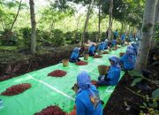Holding Perkebunan Nusantara Perkuat Diversifikasi Agribisnis, Produksi Kopi PTPN IV PalmCo Melonjak 225 Persen